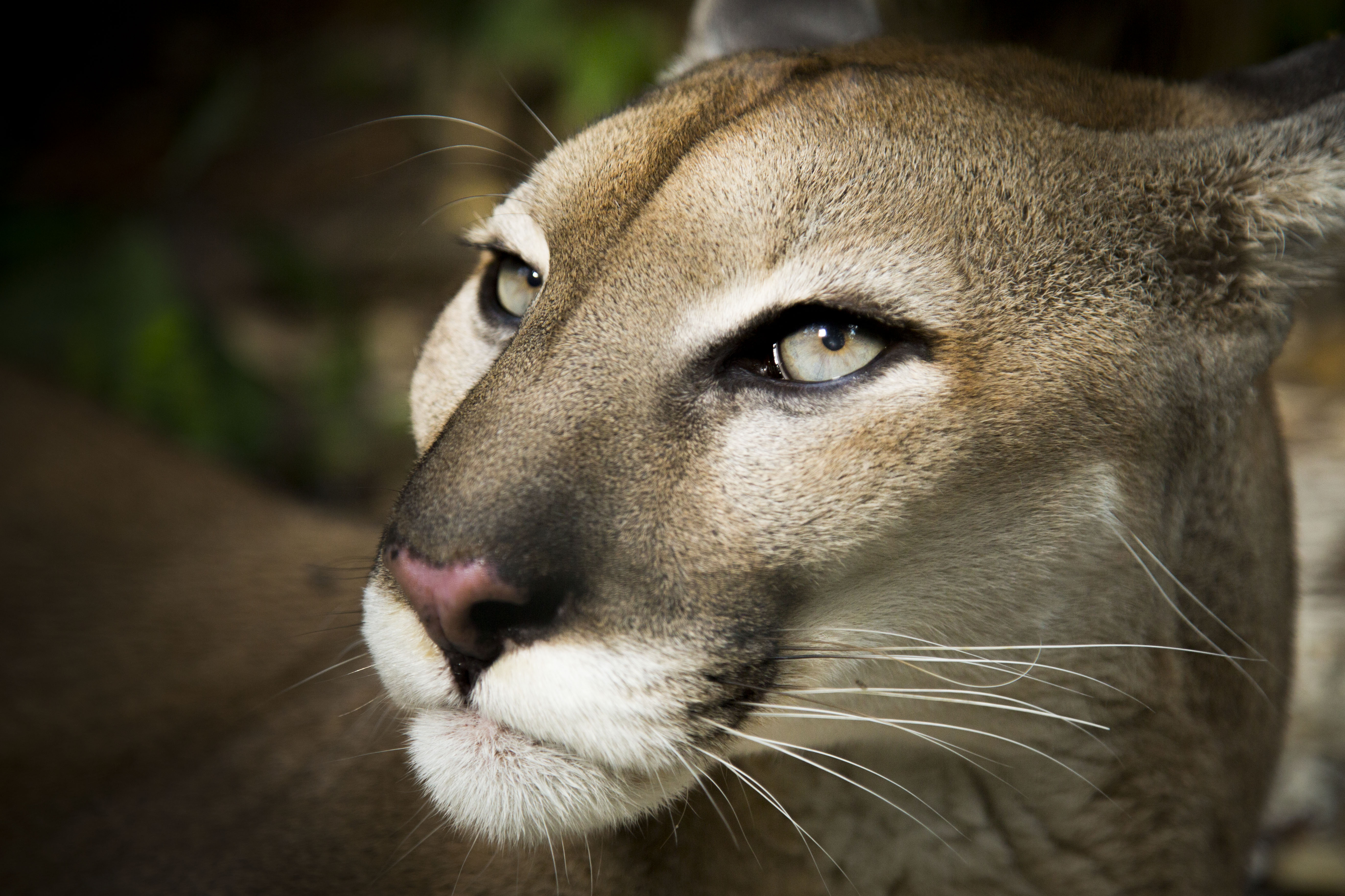 Big Cats