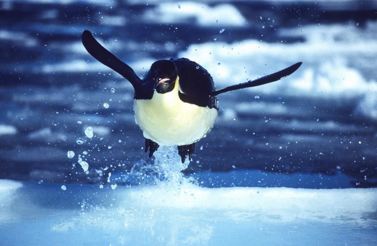 Blue Planet (All 8 episodes)
