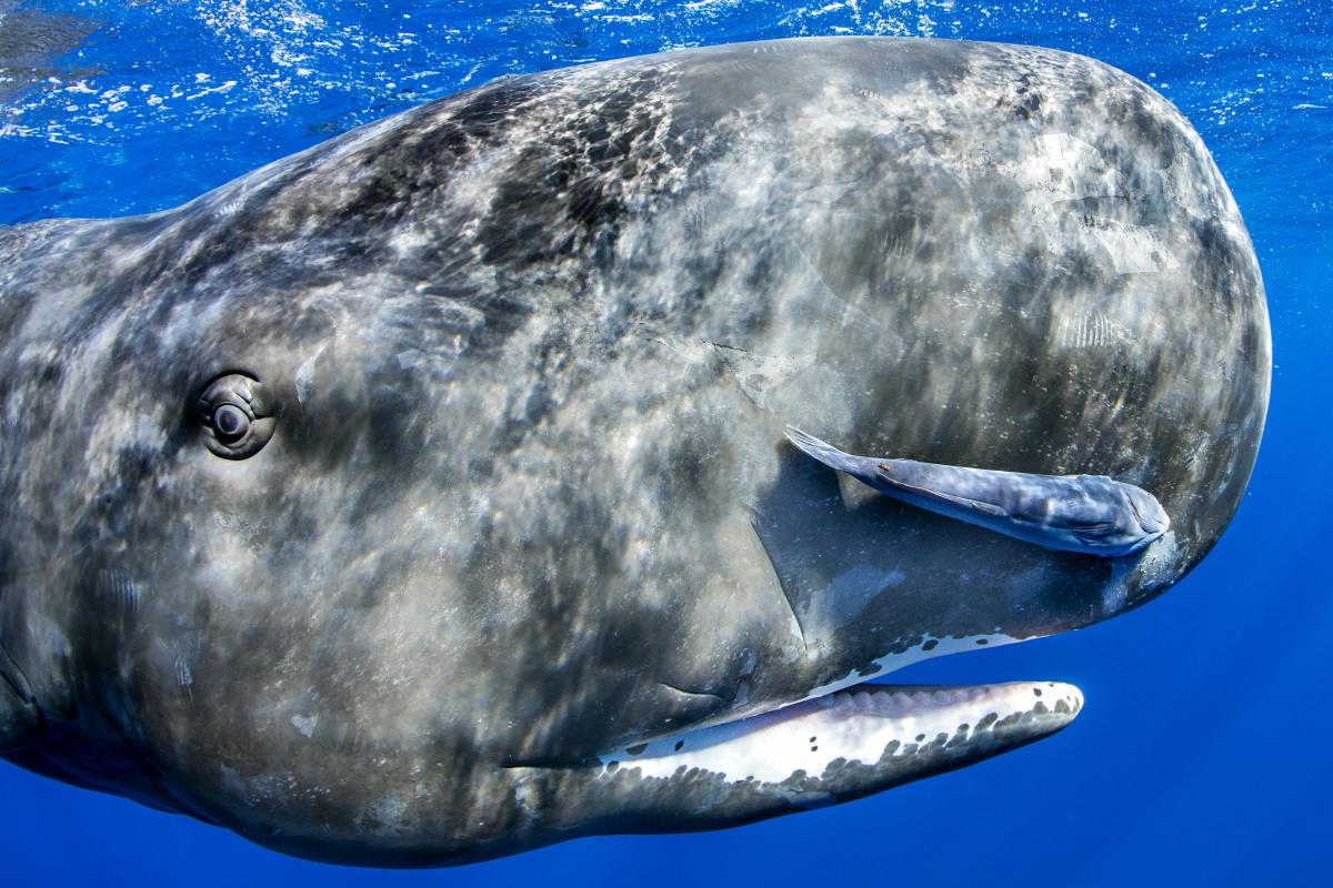 Blue Planet II (All 7 episodes)