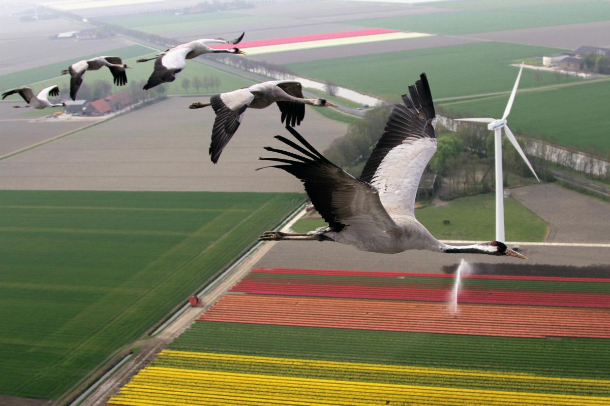 Earthflight