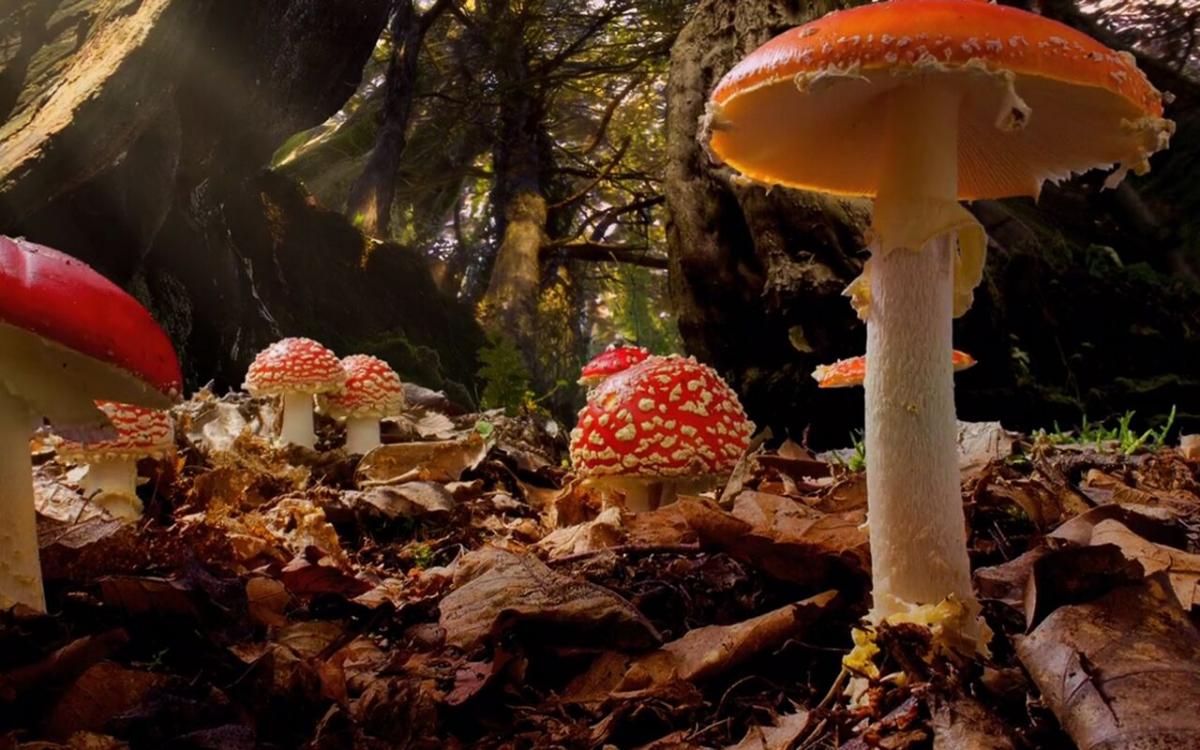 Tiny Giants