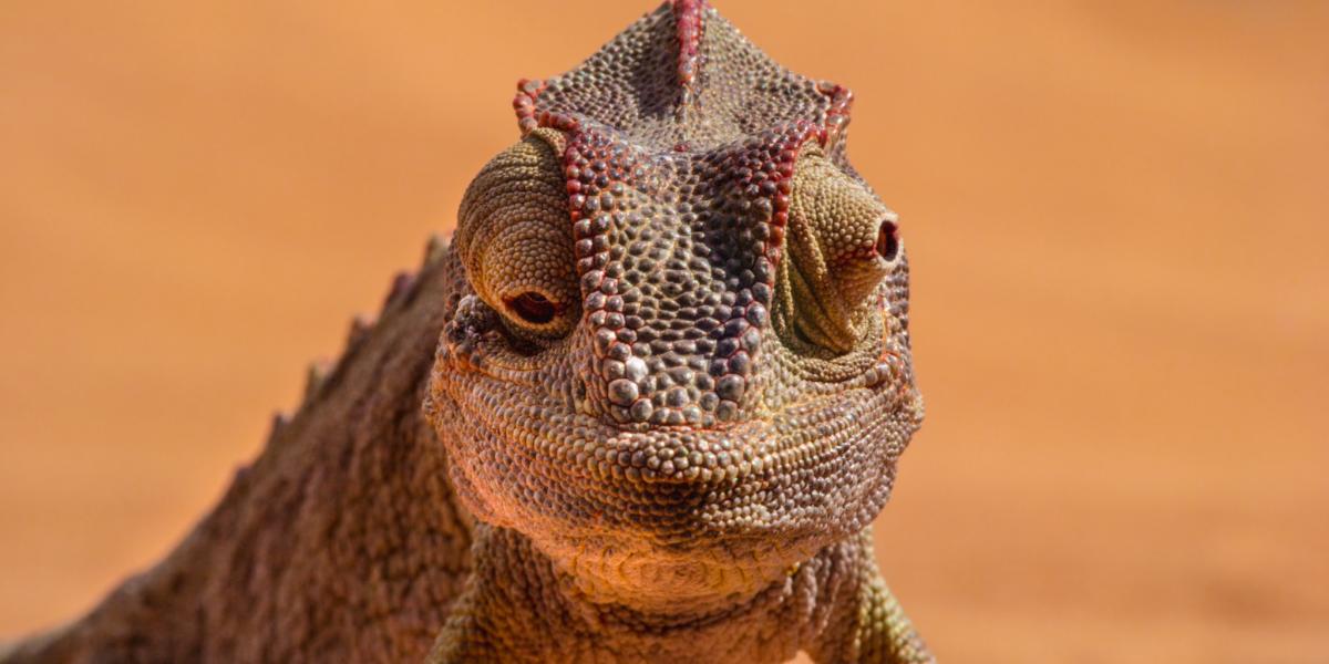 Wild Africa